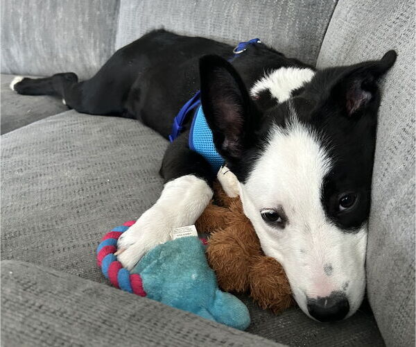Medium Photo #2 Labrador Retriever-Unknown Mix Puppy For Sale in Clarkston, MI, USA