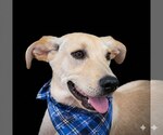 Small Labrador Retriever Mix