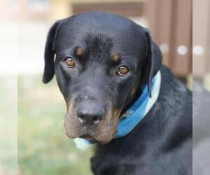 Rottweiler-Unknown Mix Dogs for adoption in San Antonio, TX, USA
