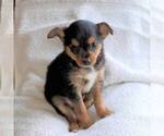 Small Fox Terrier (Smooth)-Yorkshire Terrier Mix