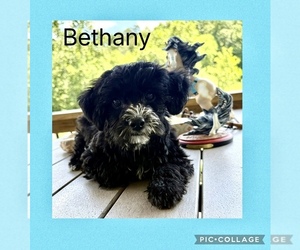 Poodle (Toy)-Yorkshire Terrier Mix Puppy for Sale in BENNINGTON, Indiana USA