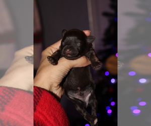 Schnauzer (Miniature) Puppy for sale in MADERA, CA, USA