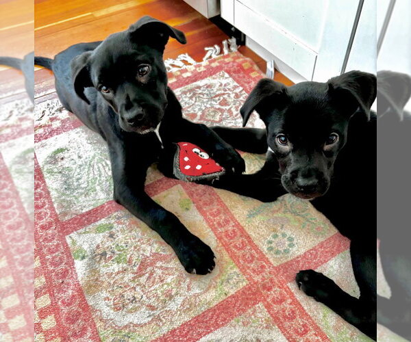 Medium Photo #36 Labrador Retriever-Unknown Mix Puppy For Sale in Canton, CT, USA