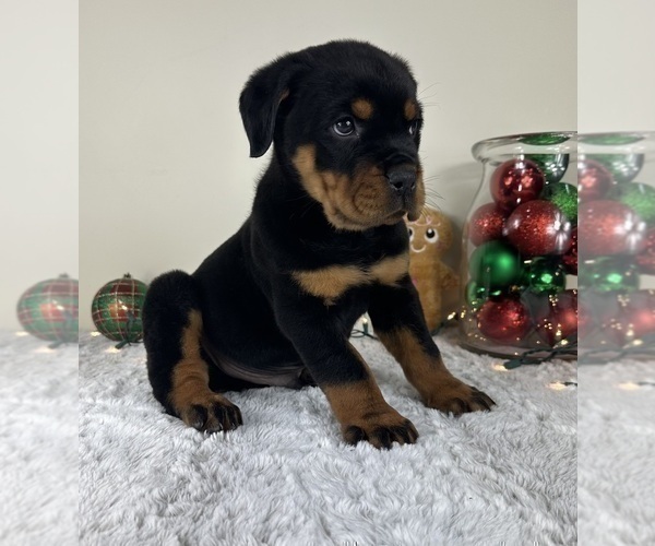 Medium Photo #5 Rottweiler Puppy For Sale in GREENFIELD, IN, USA