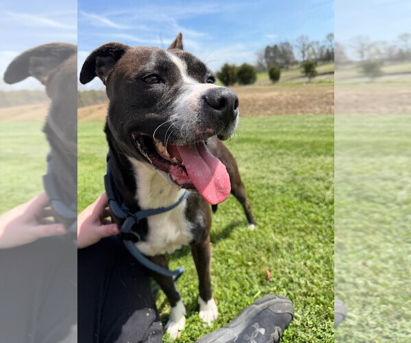 Medium Photo #4 American Staffordshire Terrier-Boxer Mix Puppy For Sale in Pierceton , IN, USA
