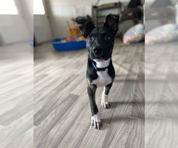 Medium Photo #4 Mutt Puppy For Sale in Foristell, MO, USA