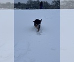 Small #23 Rottweiler