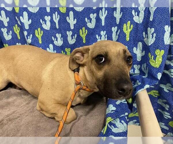 Medium Photo #1 Chihuahua-Unknown Mix Puppy For Sale in Modesto, CA, USA