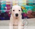 Small #1 Staffordshire Bull Terrier Mix