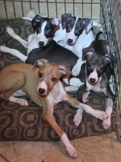 Italian Greyhound Puppy for sale in MOORPARK, CA, USA