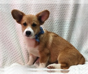 Pembroke Welsh Corgi Puppy for sale in LAKELAND, FL, USA