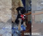 Small Photo #205 German Shepherd Dog Puppy For Sale in LA FAYETTE, NY, USA