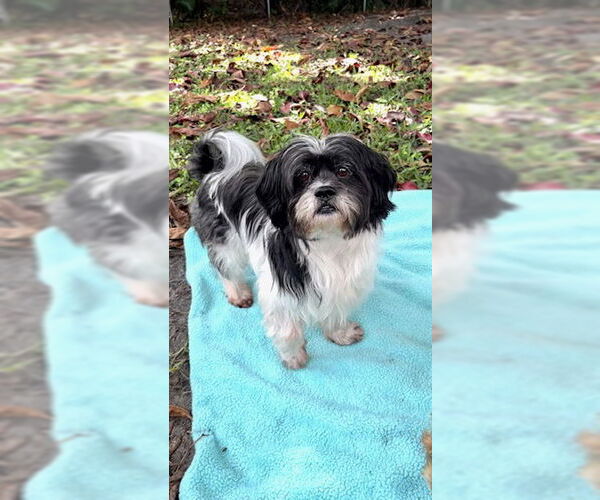 Medium Photo #6 Shih Tzu Puppy For Sale in Weston, FL, USA