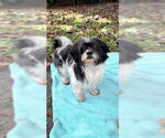 Small #5 Shih Tzu