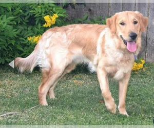 Father of the Golden Retriever puppies born on 10/29/2025