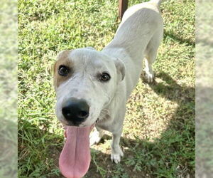 Retriever -Unknown Mix Dogs for adoption in NEWPORT NH, NH, USA