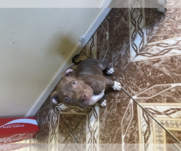 Medium Photo #13 American Bully Puppy For Sale in CORONA, CA, USA