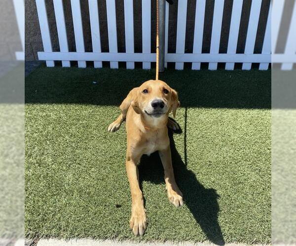 Medium Photo #1 Doberman Pinscher-Treeing Walker Coonhound Mix Puppy For Sale in Modesto, CA, USA