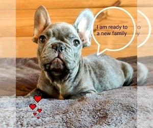 French Bulldog Puppy for sale in TAMPA, FL, USA