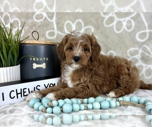 Goldendoodle (Miniature) Puppy for sale in INDIANAPOLIS, IN, USA