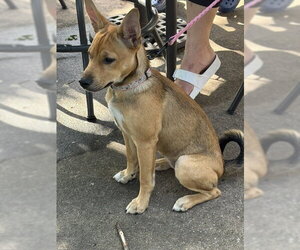 Chihuahua-Unknown Mix Dogs for adoption in Grafton, WI, USA
