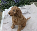Small Photo #71 Irish Doodle Puppy For Sale in GOSHEN, IN, USA