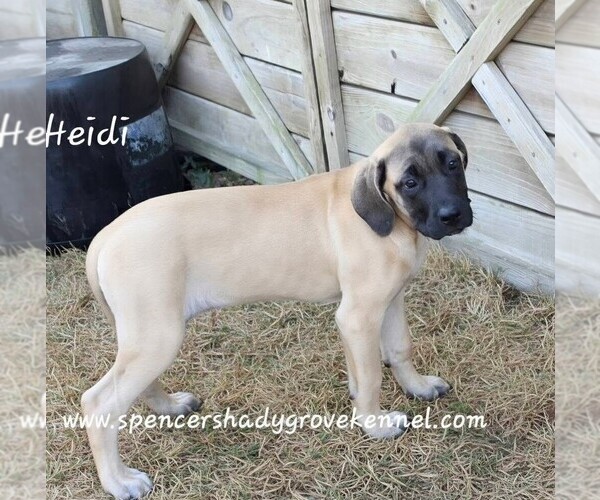 Medium Photo #2 Mastiff Puppy For Sale in CABOOL, MO, USA