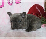 Small Photo #3 French Bulldog Puppy For Sale in SHILOH, OH, USA