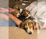 Small #13 Beagle
