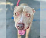 Small #11 American Staffordshire Terrier Mix