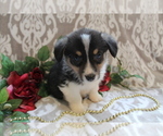 Small Photo #7 Pembroke Welsh Corgi Puppy For Sale in SHILOH, OH, USA