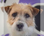 Small Jack Russell Terrier Mix