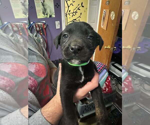 Medium Photo #3 Mutt Puppy For Sale in Evansville, IN, USA