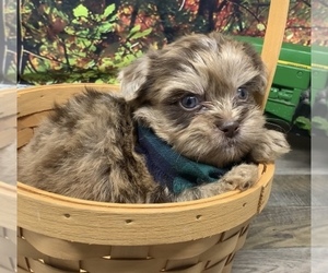 Shorkie Tzu Puppy for sale in SELLERSBURG, IN, USA