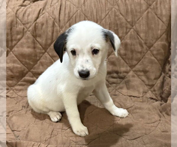 Medium Photo #1 Mutt Puppy For Sale in Mundelein, IL, USA