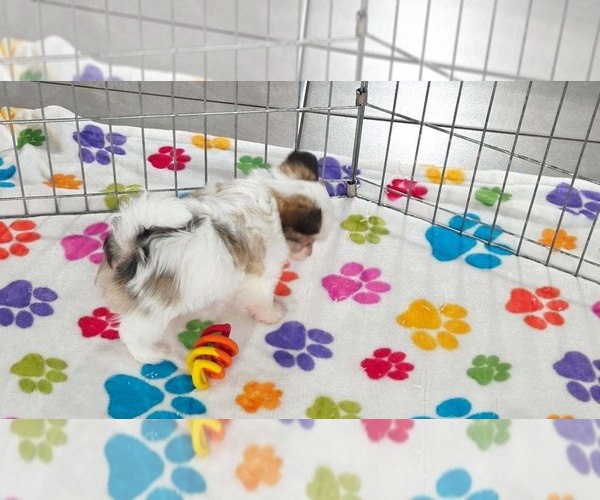 Medium Photo #13 Papitese Puppy For Sale in ORO VALLEY, AZ, USA