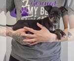 Small #2 Jack Russell Terrier Mix