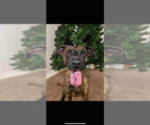 Bogle Dogs for adoption in Aurora, IN, USA