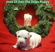 Small Photo #229 Dogo Argentino Puppy For Sale in JANE, MO, USA