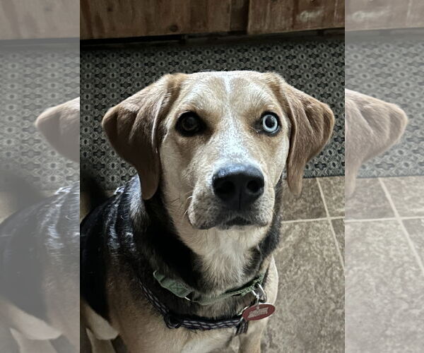 Medium Photo #8 Mutt Puppy For Sale in Forest, VA, USA