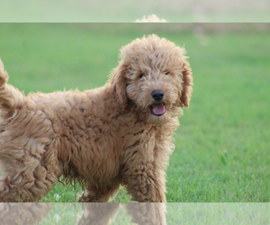Goldendoodle Puppy for sale in ITASCA, TX, USA