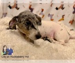 Small Photo #92 Dachshund Puppy For Sale in LAKEBAY, WA, USA