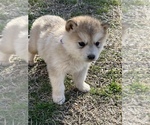 Small Photo #2 Alaskan Malamute Puppy For Sale in TYLER, TX, USA