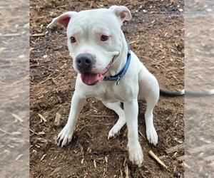 American Bulldog Dogs for adoption in Denver, CO, USA