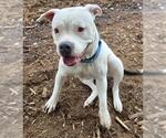 Small American Bulldog