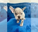 Small Photo #15 French Bulldog Puppy For Sale in LOS ALTOS HILLS, CA, USA