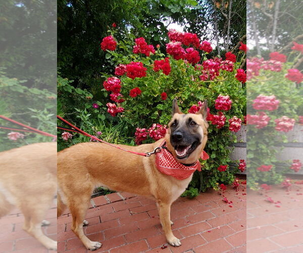 Medium Photo #2 Mutt Puppy For Sale in Fresno, CA, USA