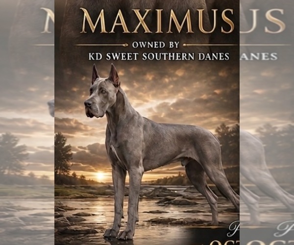 Medium Photo #1 Great Dane Puppy For Sale in HALLETTSVILLE, TX, USA