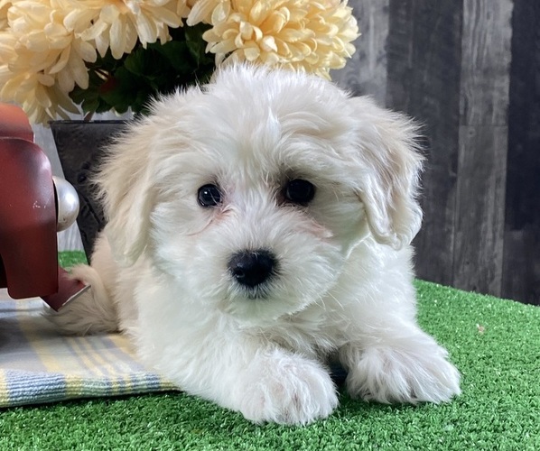 Medium Photo #6 Biton Puppy For Sale in CANOGA, NY, USA