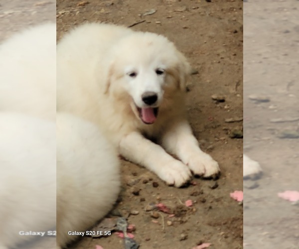 Medium Photo #5 Great Pyrenees Puppy For Sale in SCOTTSVILLE, KY, USA